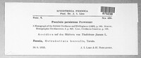 Puccinia recondita image